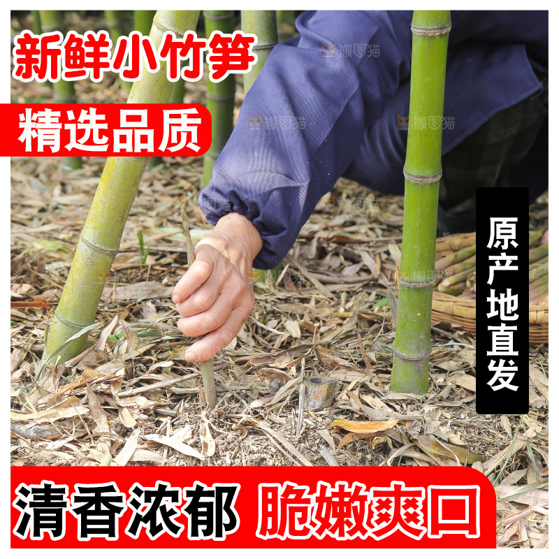 新鲜的小竹笋