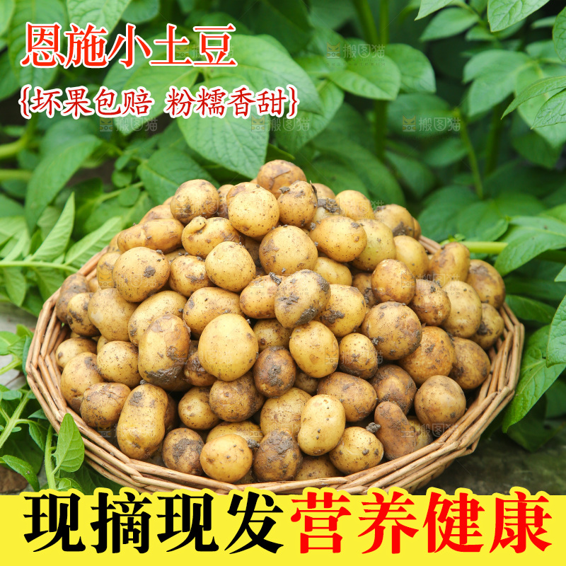 一篮新鲜小土豆