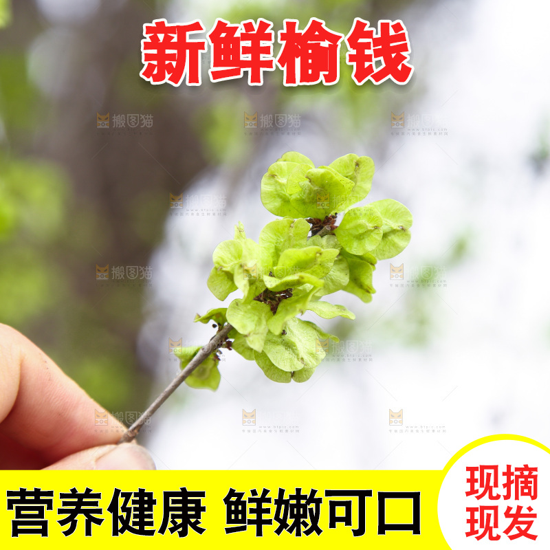手里拿着榆钱树枝