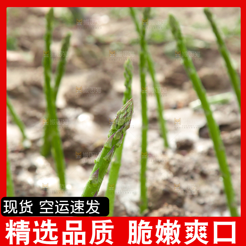 新鲜的芦笋