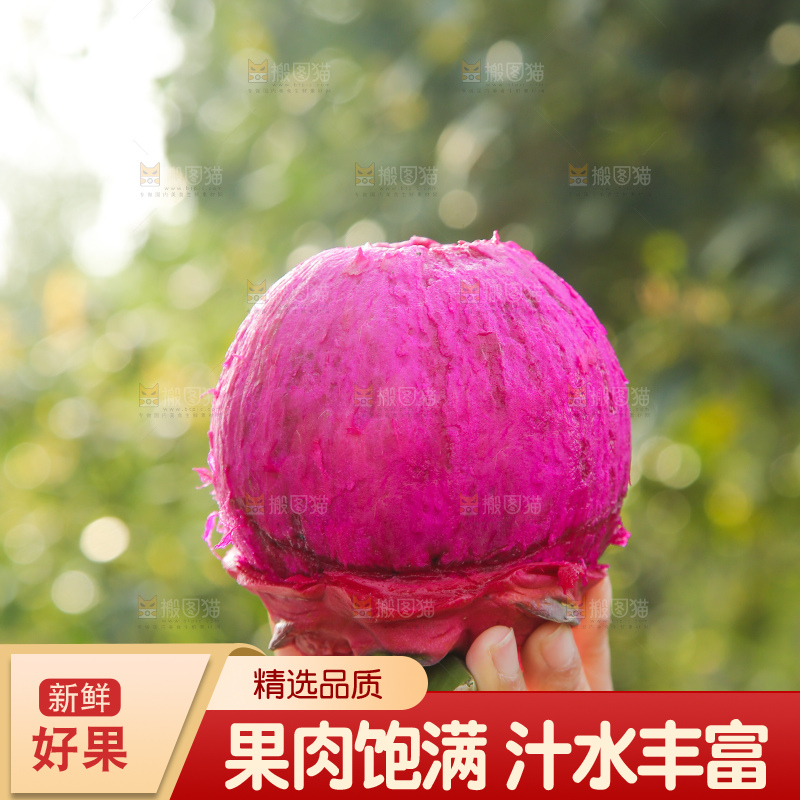 手里拿着红心火龙果