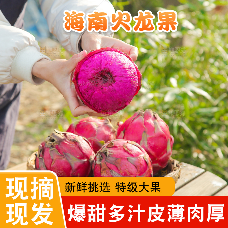 手里拿着红心火龙果