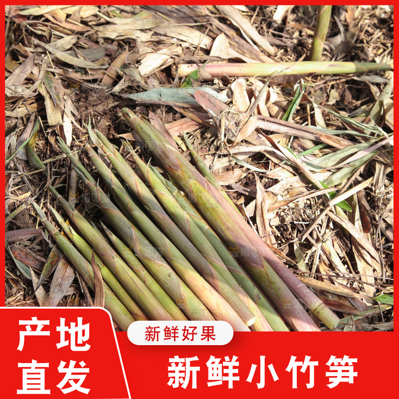 一堆新鲜小竹笋