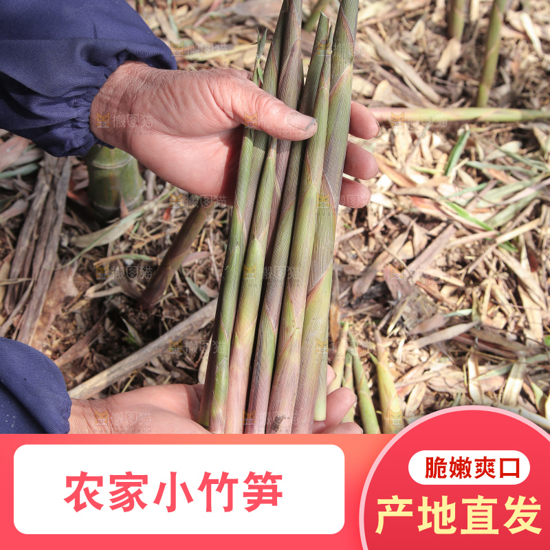 现挖的竹笋
