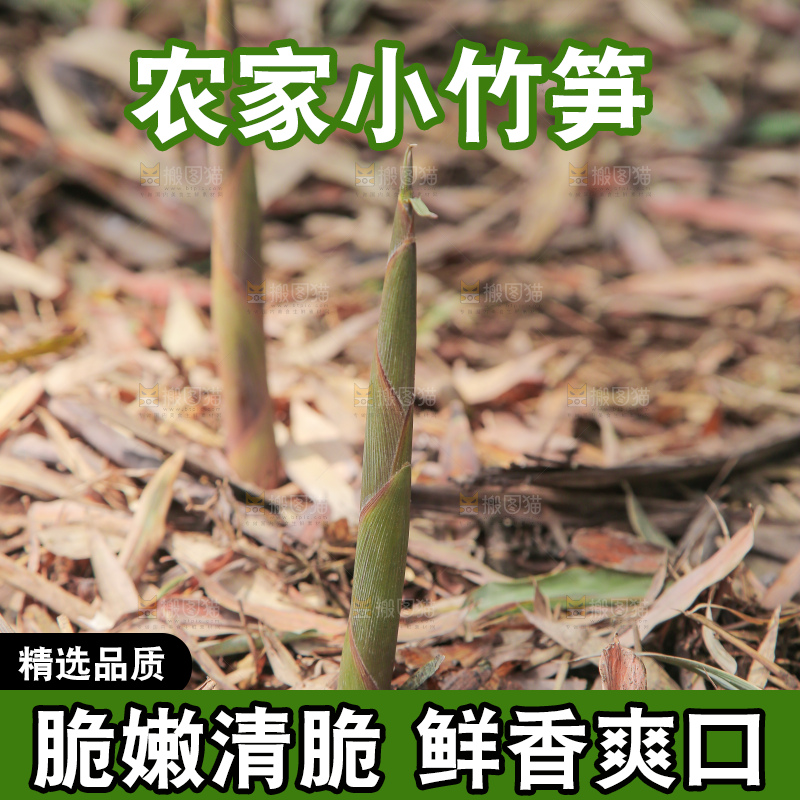 竹林里的新鲜小竹笋