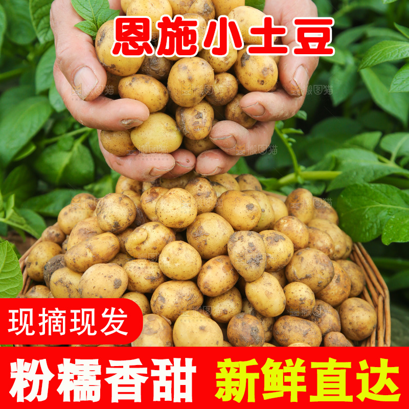 手里捧着小土豆
