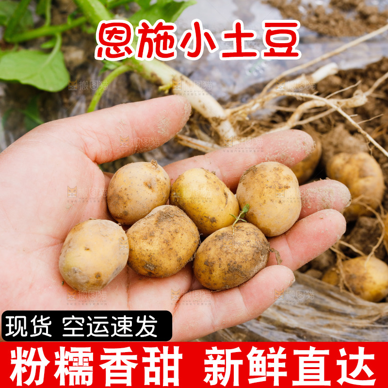 手里拿着新鲜小土豆