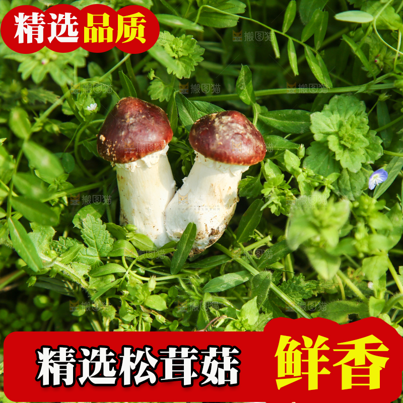草地上的松茸菇