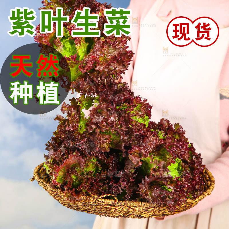 手里端着一篮紫霞生菜