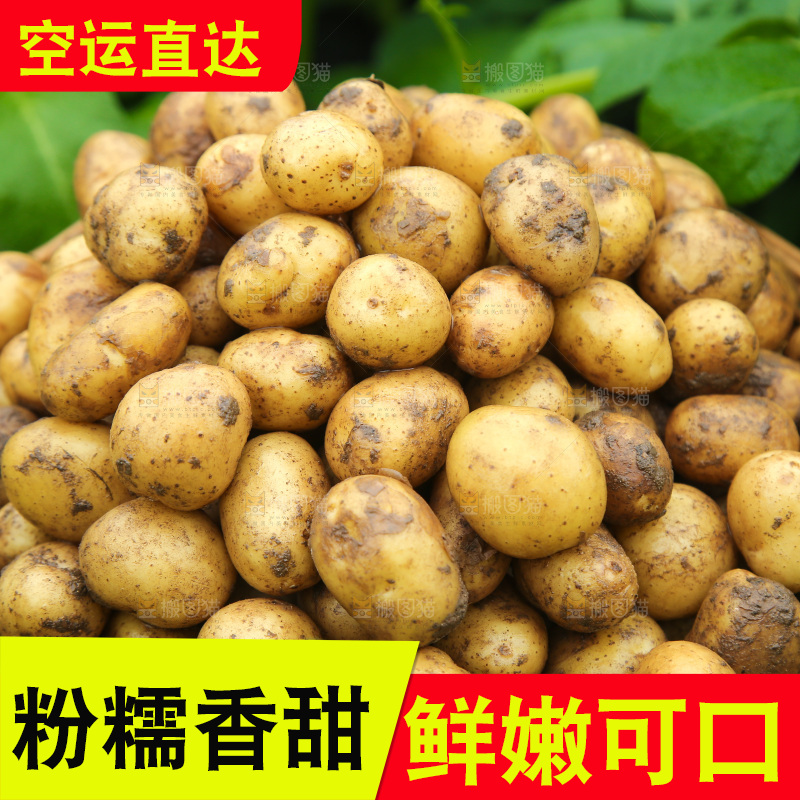 一篮新鲜小土豆
