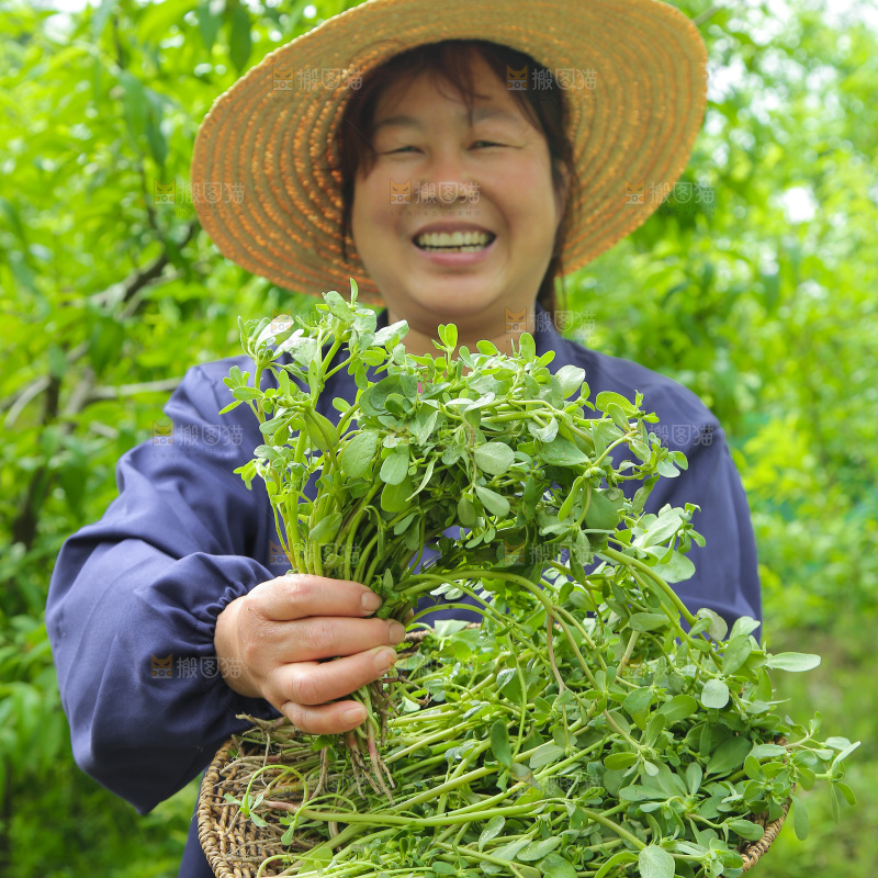 手里拿着长寿菜