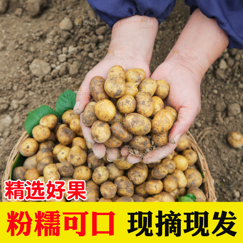手里捧着小土豆