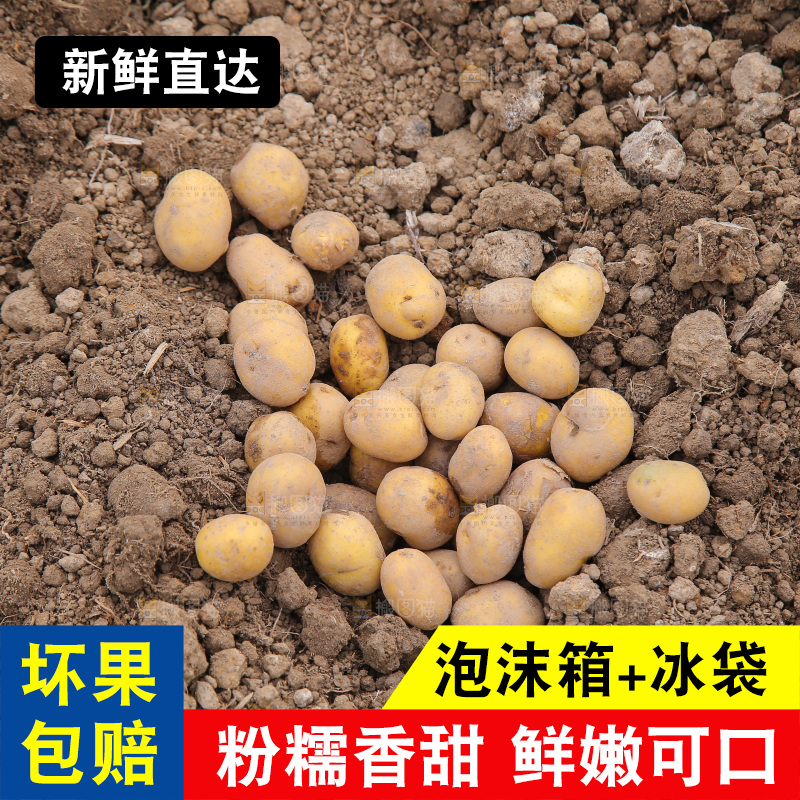 田地里的黄皮小土豆