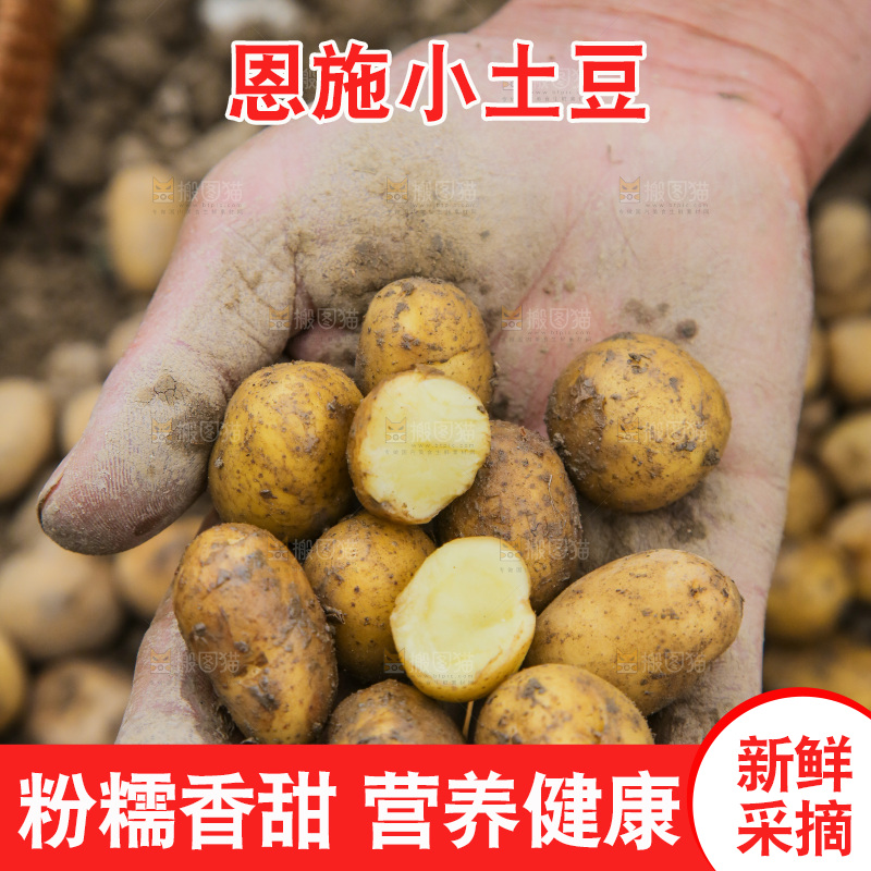 手里捧着小土豆