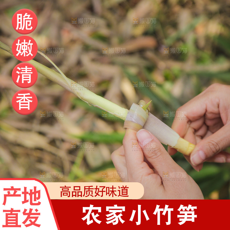 手里拿着小春笋