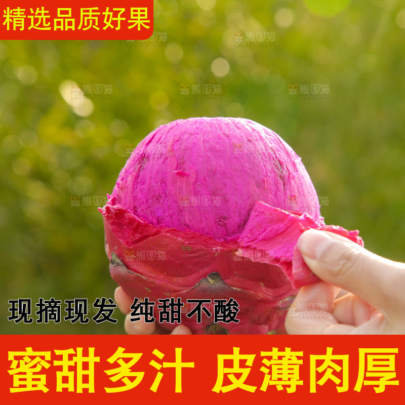 手里撕着皮红心火龙果