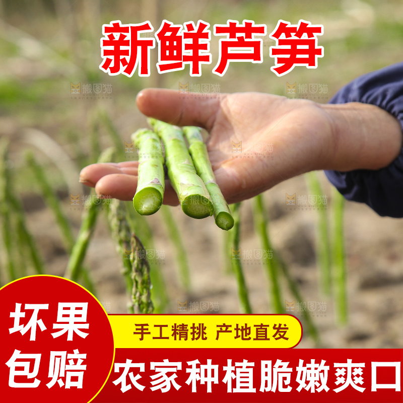 新鲜采摘芦笋