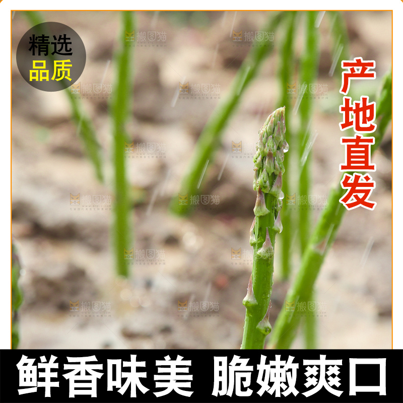 新鲜的芦笋