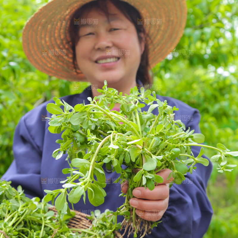一篮马齿苋