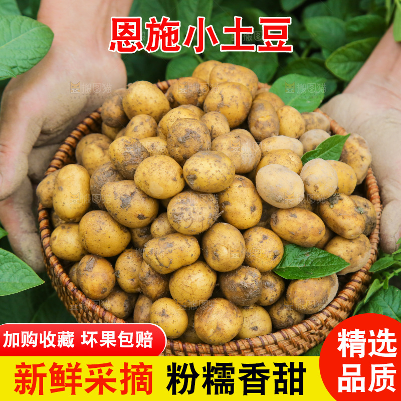 手里端着一篮恩施小土豆