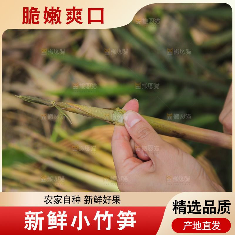 手里拿着小春笋