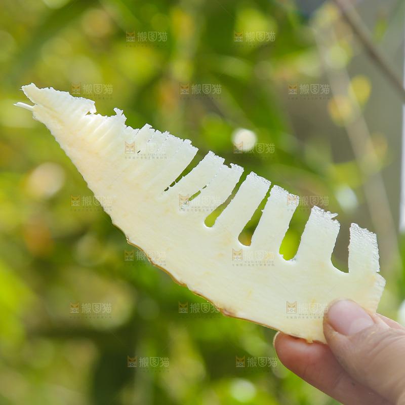 手里拿着切块的春笋