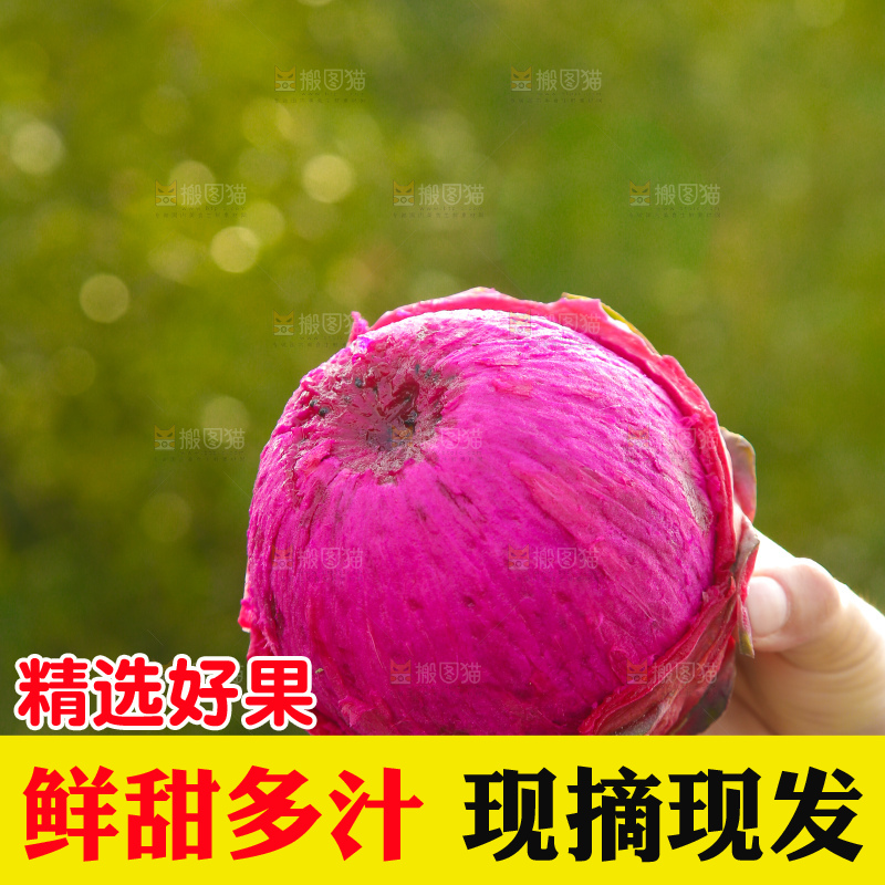手里拿着红心火龙果