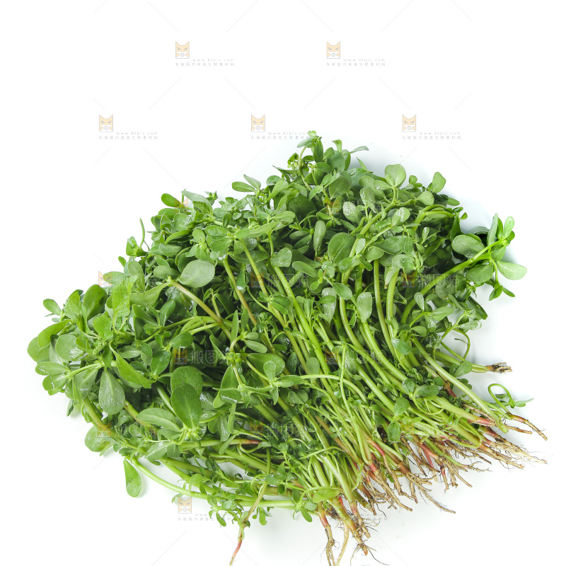 一堆新鲜马齿苋