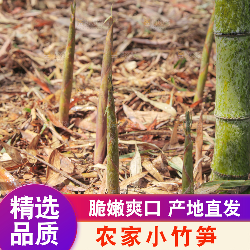 竹林里的新鲜小竹笋