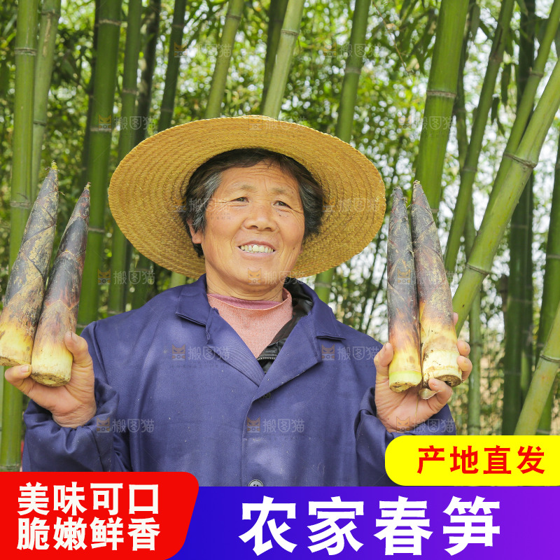 手里拿着临安春雷笋