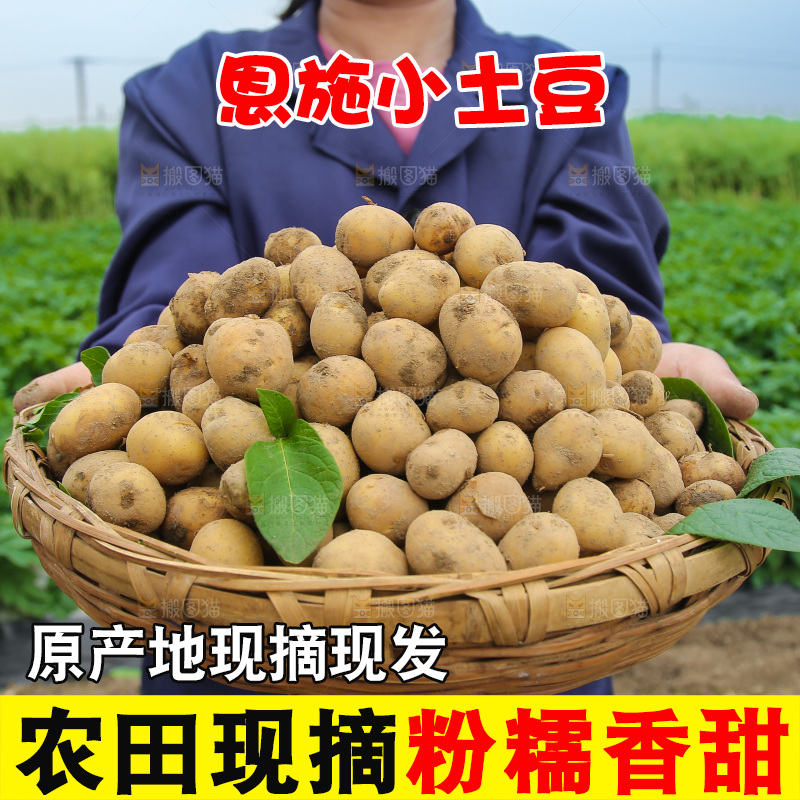手里端着一篮恩施小土豆