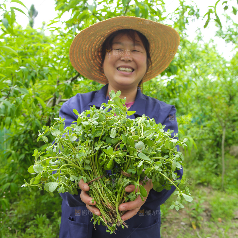 手里拿着长寿菜