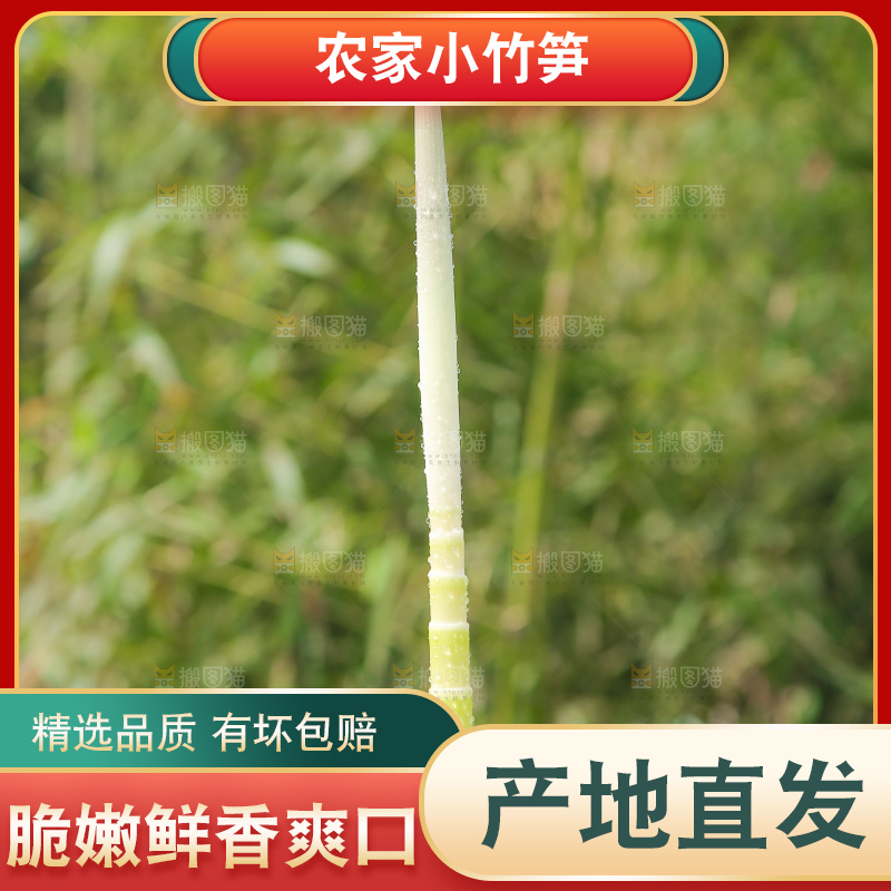 手拿着小竹笋