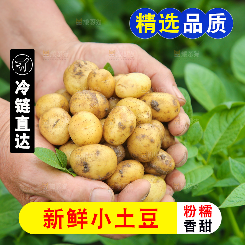 手里捧着恩施小土豆