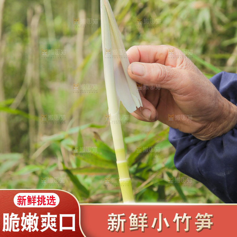 手拿着小竹笋