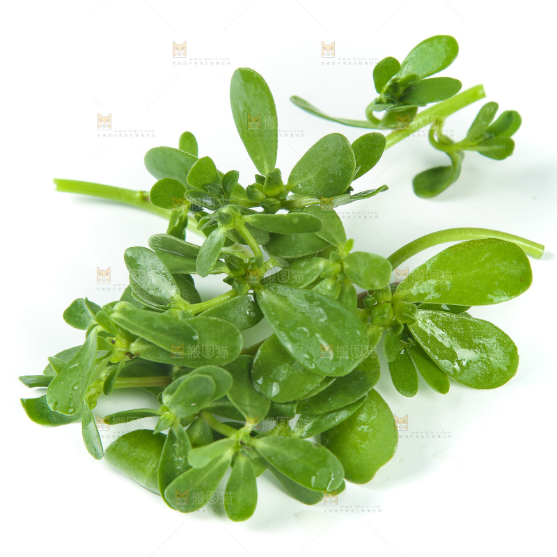 白底上放着马齿菜