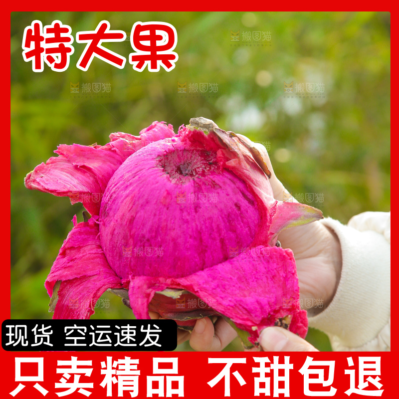 手里撕着皮红心火龙果