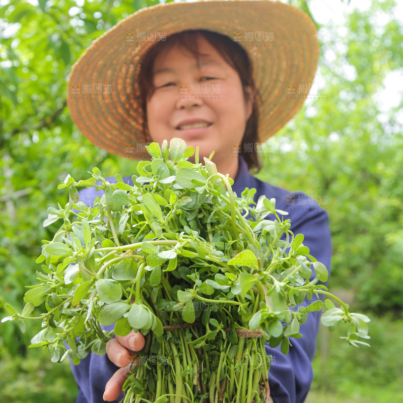 手里拿着长寿菜
