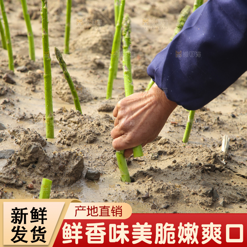 新鲜采摘芦笋