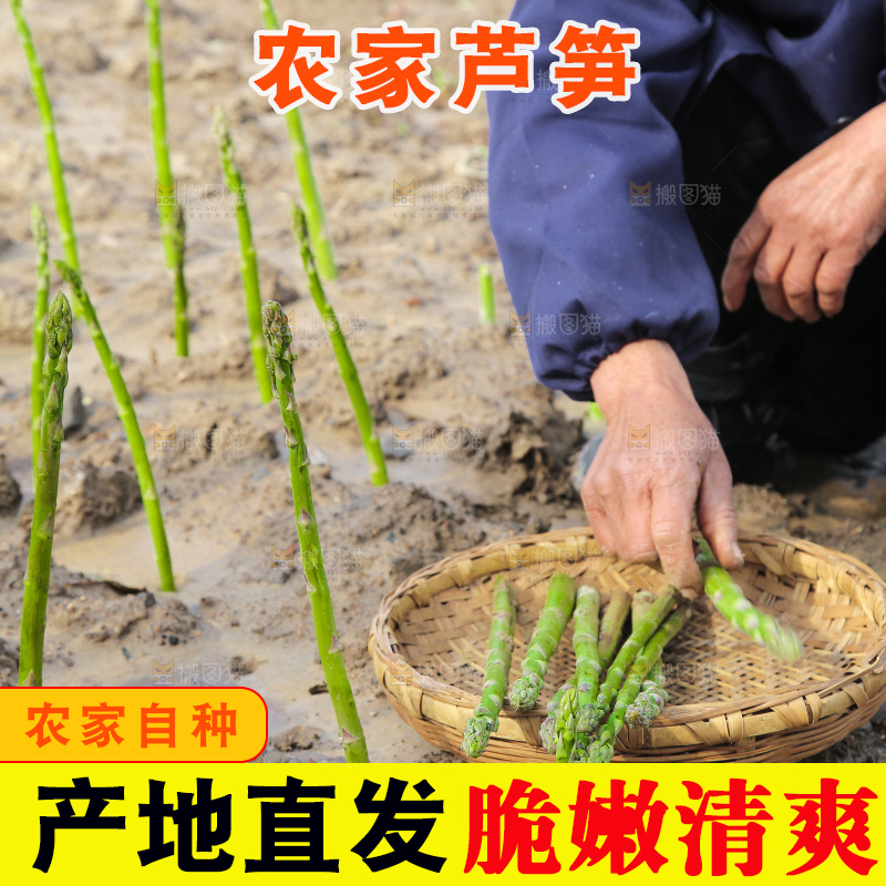 新鲜采摘芦笋