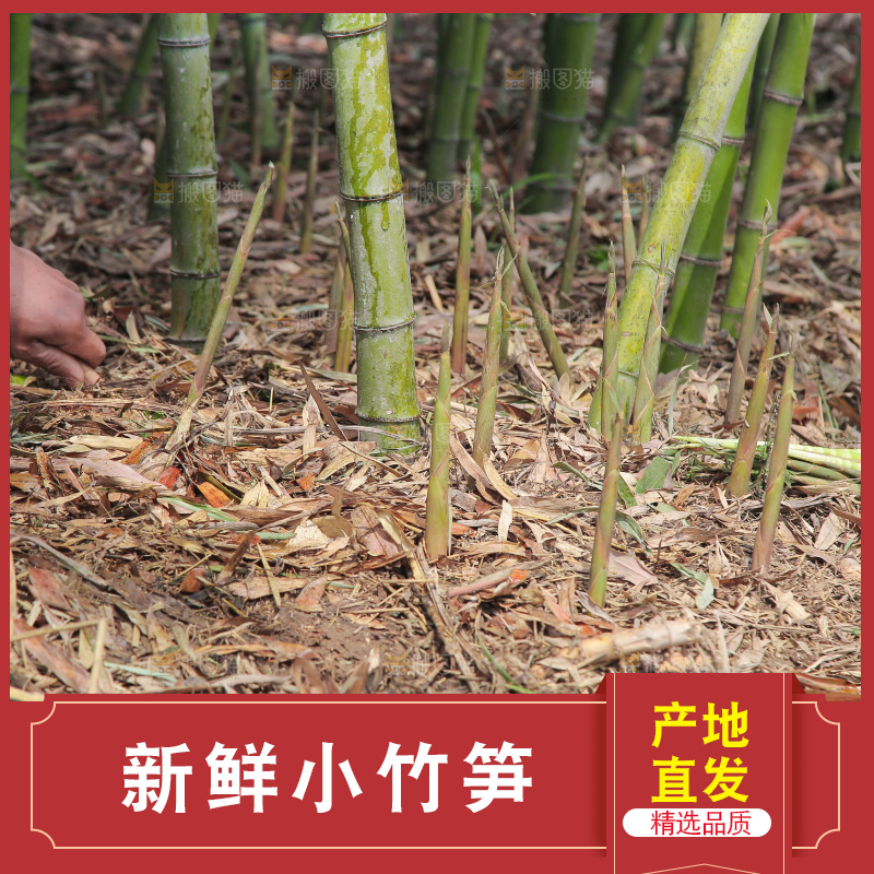 竹林里的新鲜小竹笋