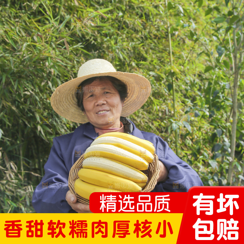 手里端着一篮高山甜香蕉