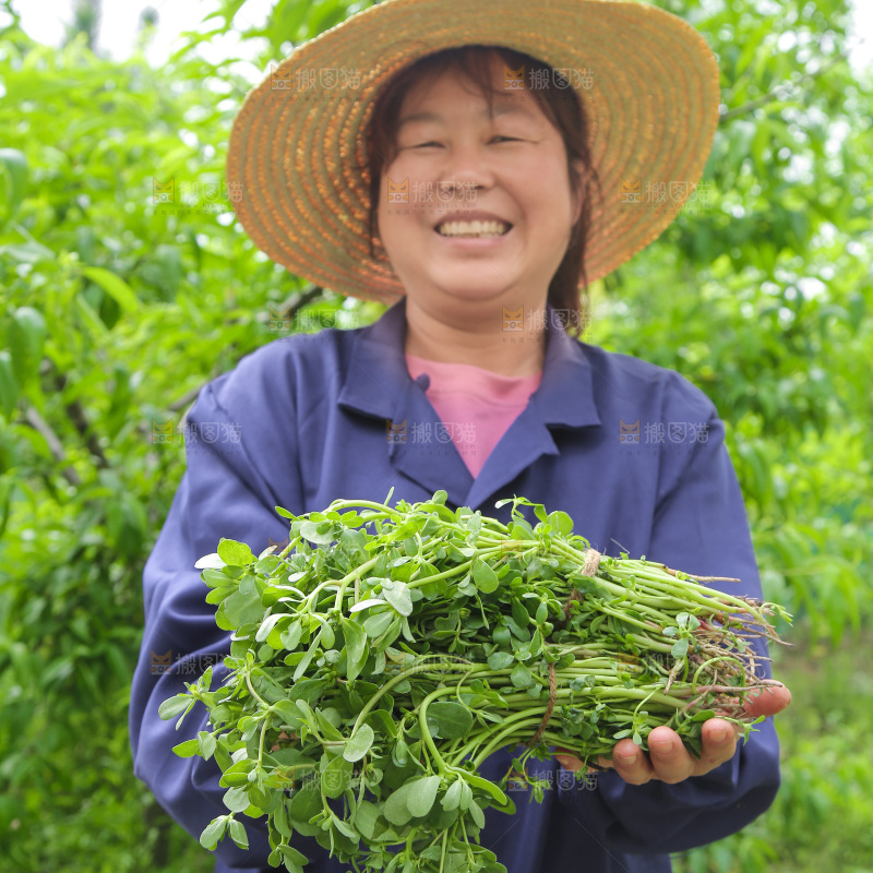 手里拿着长寿菜