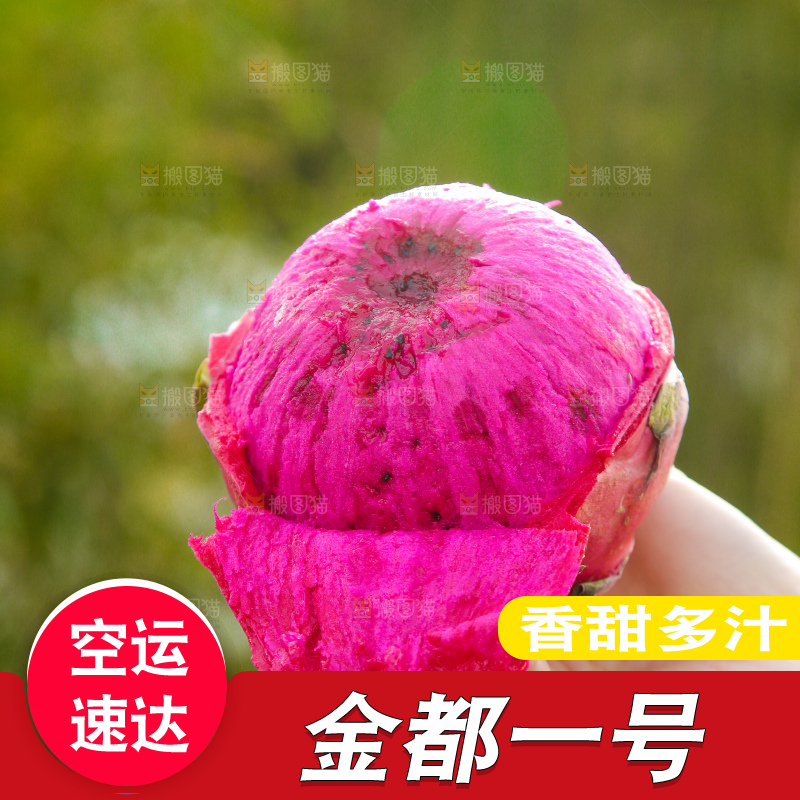 手里撕着皮红心火龙果