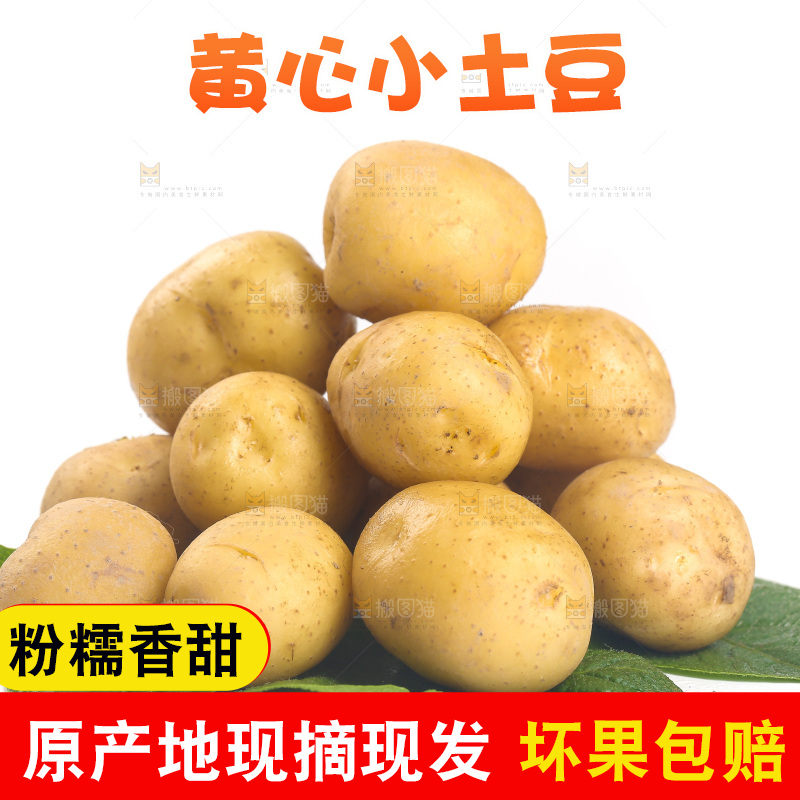 一堆小土豆