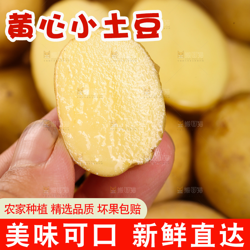 一堆黄心小土豆