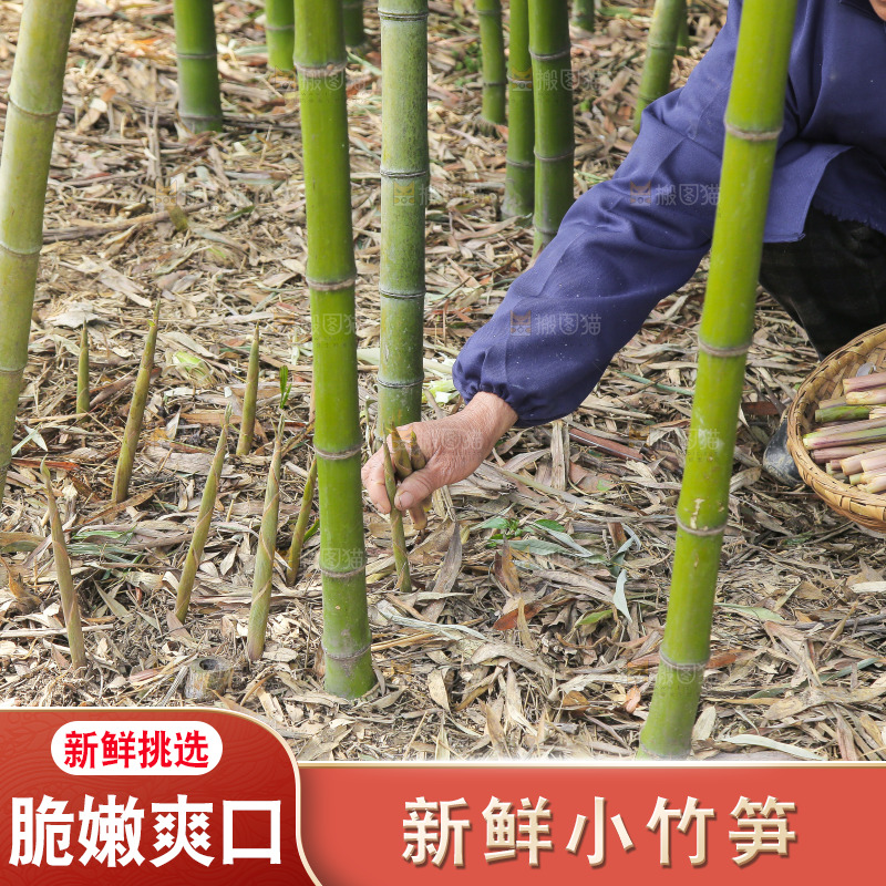 新鲜的小竹笋