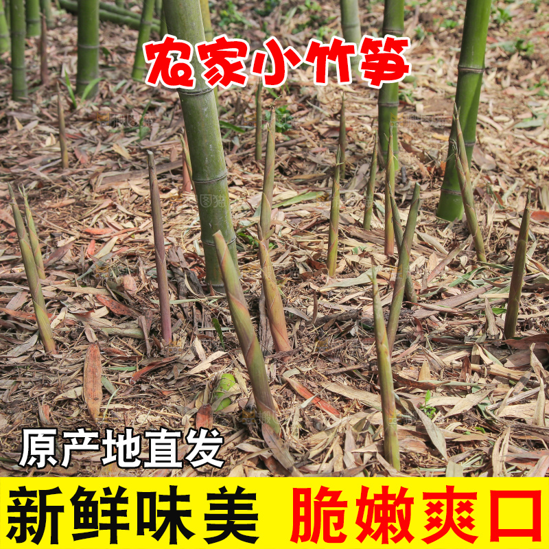 竹林里的新鲜小竹笋