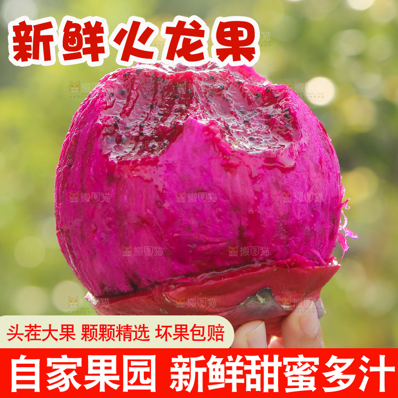 手里拿着红心火龙果