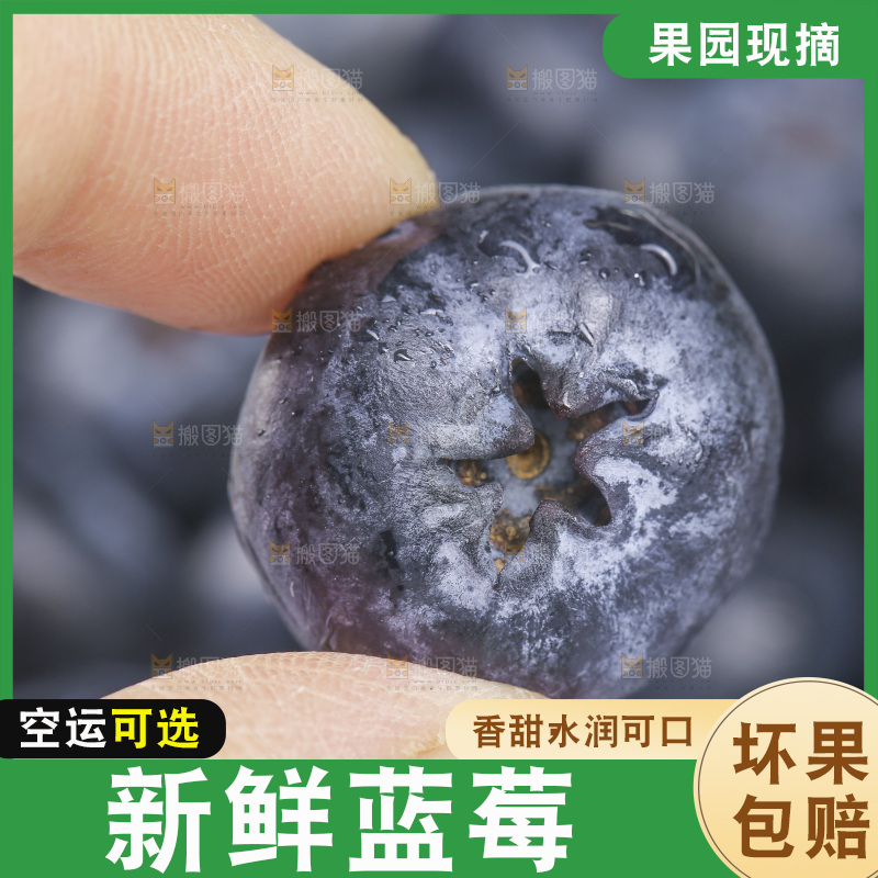 手里拿着蓝莓